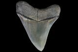 Serrated, Fossil Megalodon Tooth - Gorgeous Meg Tooth #78212-2